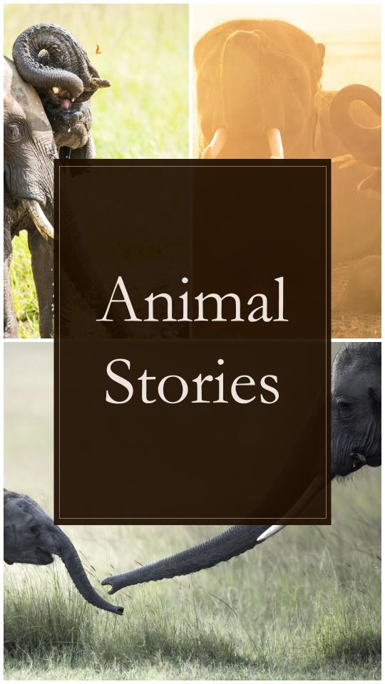 animal stories