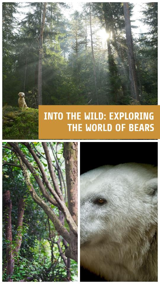 Stories about Bears