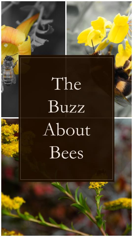 stories about bees